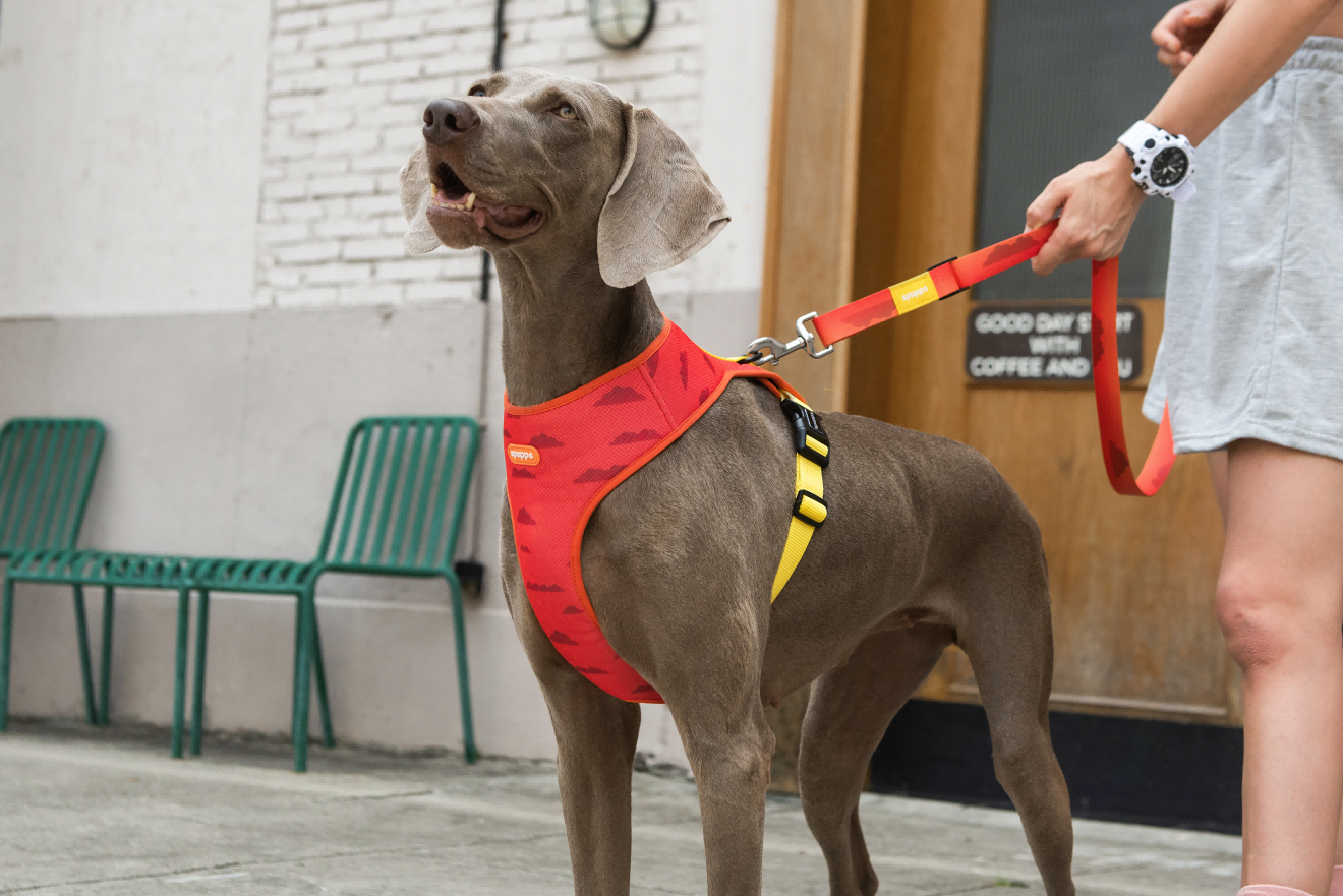 Sunset Hill - Adjustable Air Mesh Dog Harness