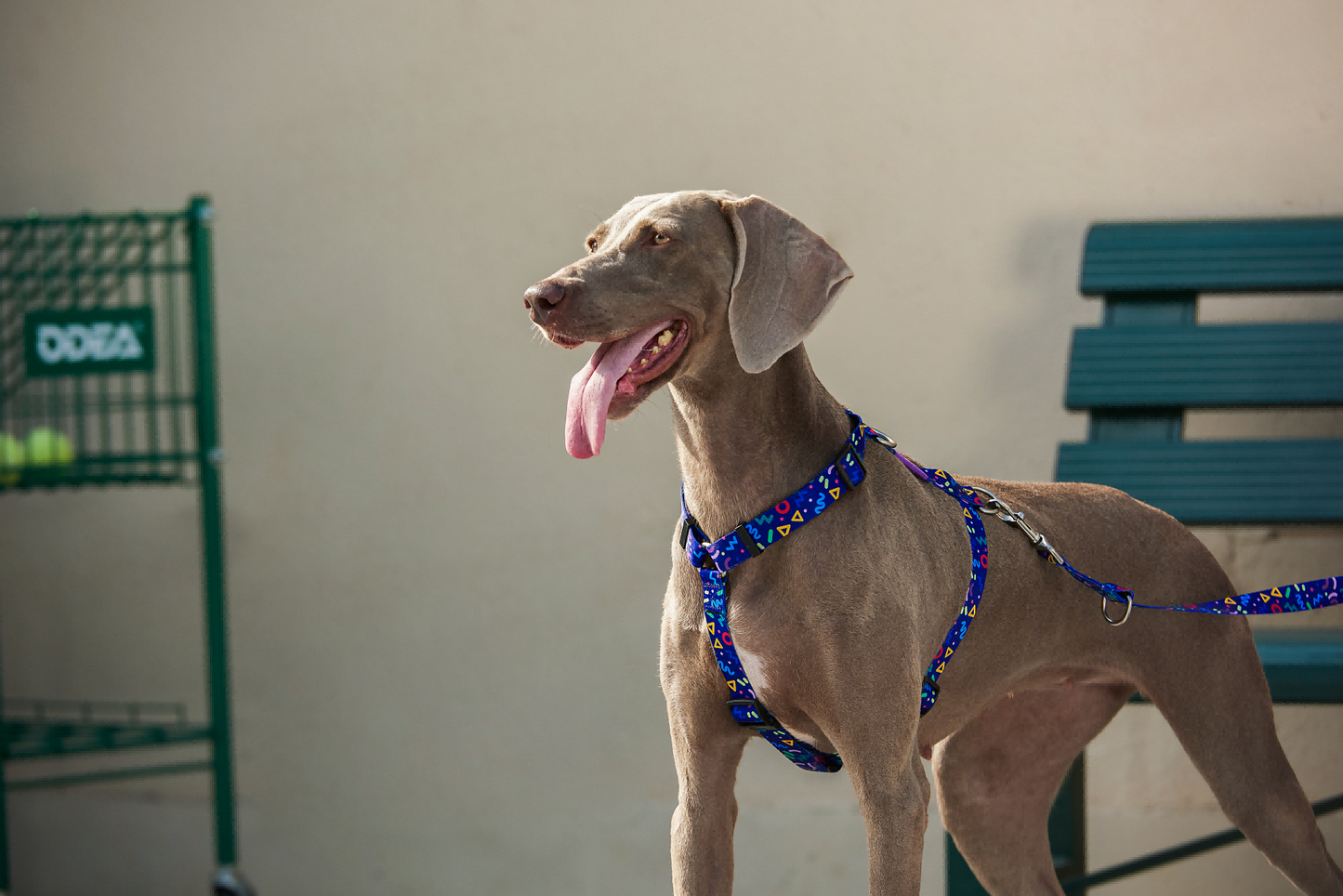 Starry Night - H-style Dog Harness