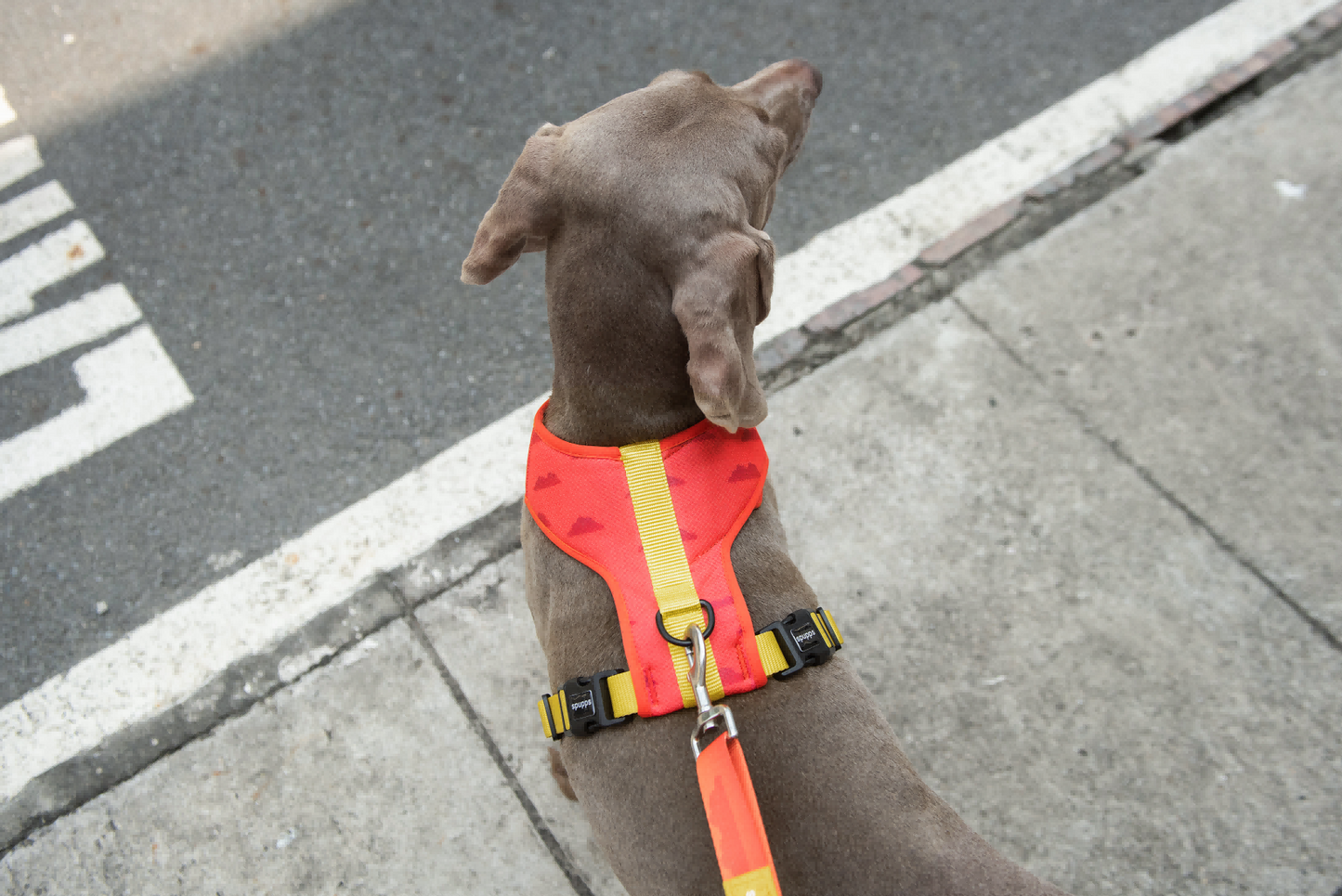 Sunset Hill - Adjustable Air Mesh Dog Harness