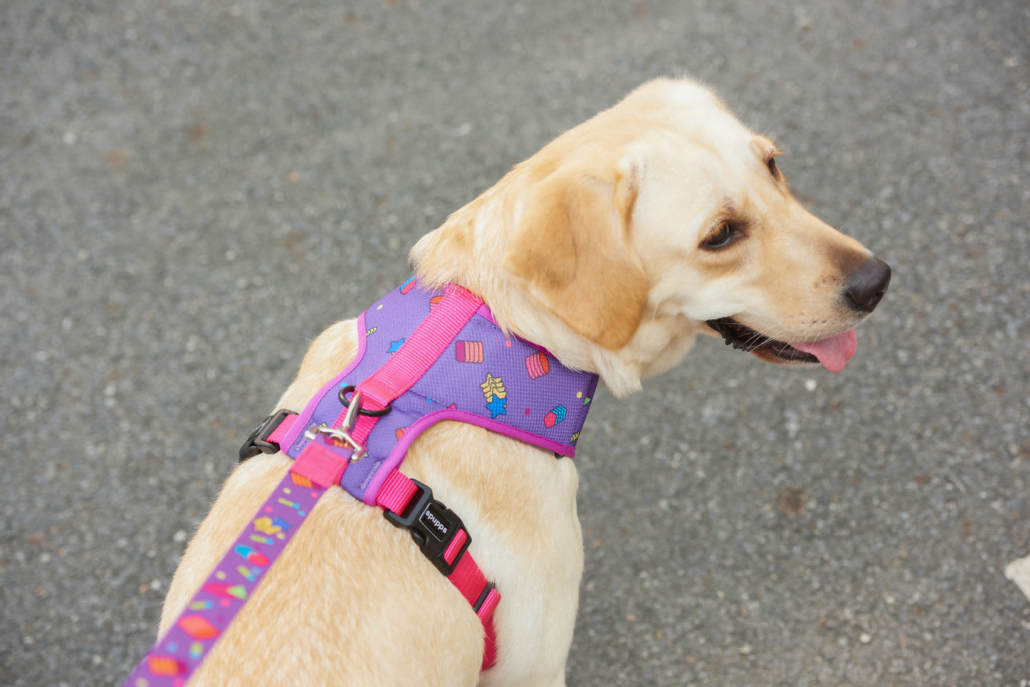 Abstract Geometry - Adjustable Air Mesh Dog Harness