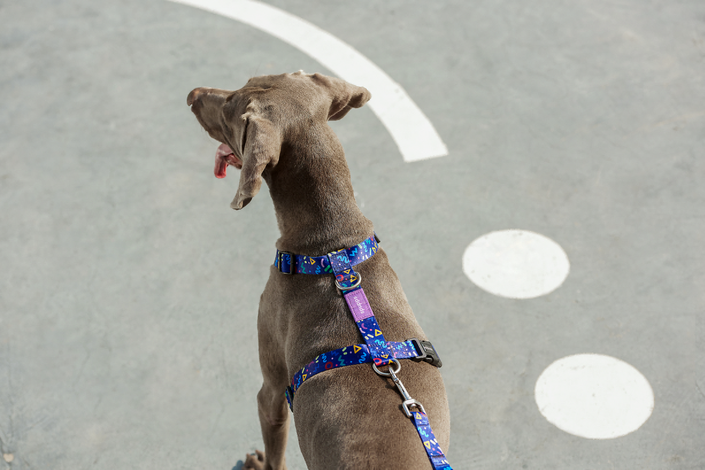 Starry Night - H-style Dog Harness